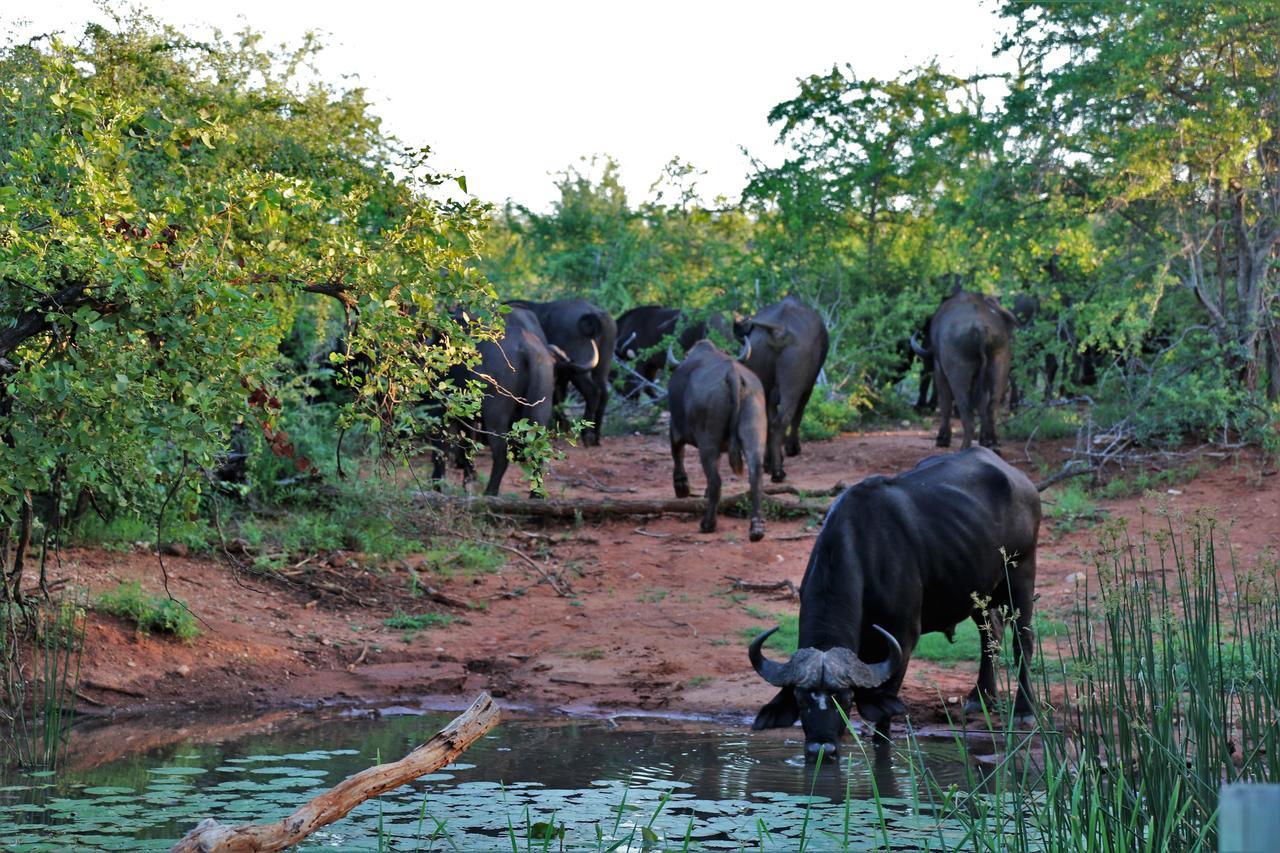 Lions Place Grietjie Game Reserve Exterior photo
