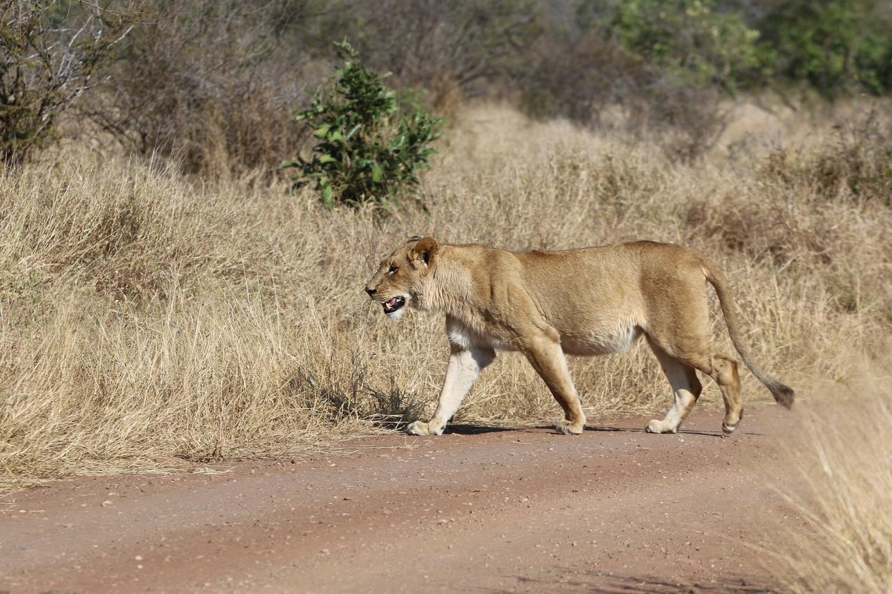 Lions Place Grietjie Game Reserve Exterior photo