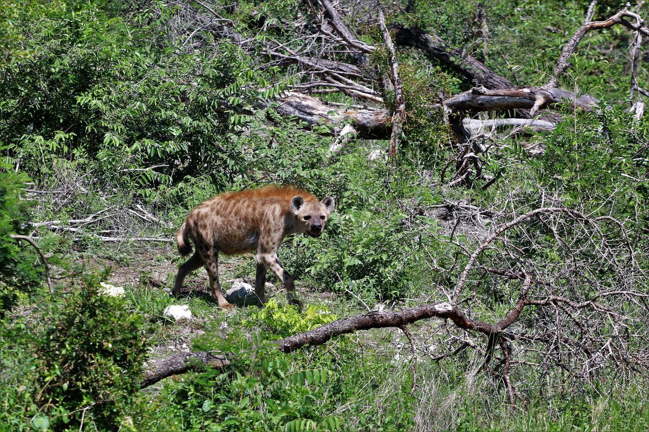 Lions Place Grietjie Game Reserve Exterior photo