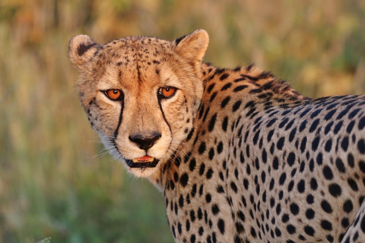 Lions Place Grietjie Game Reserve Exterior photo